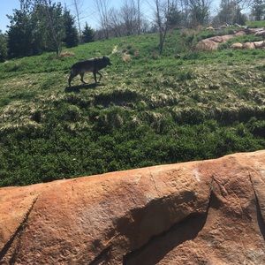 Meet your Posher, Ant